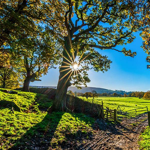 Ansicht von einem Baum mit Wiese und blauem Himmel